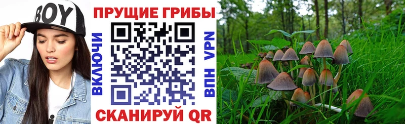 Псилоцибиновые грибы Psilocybine cubensis  Лермонтов 